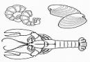 ʻϺʻʻ
